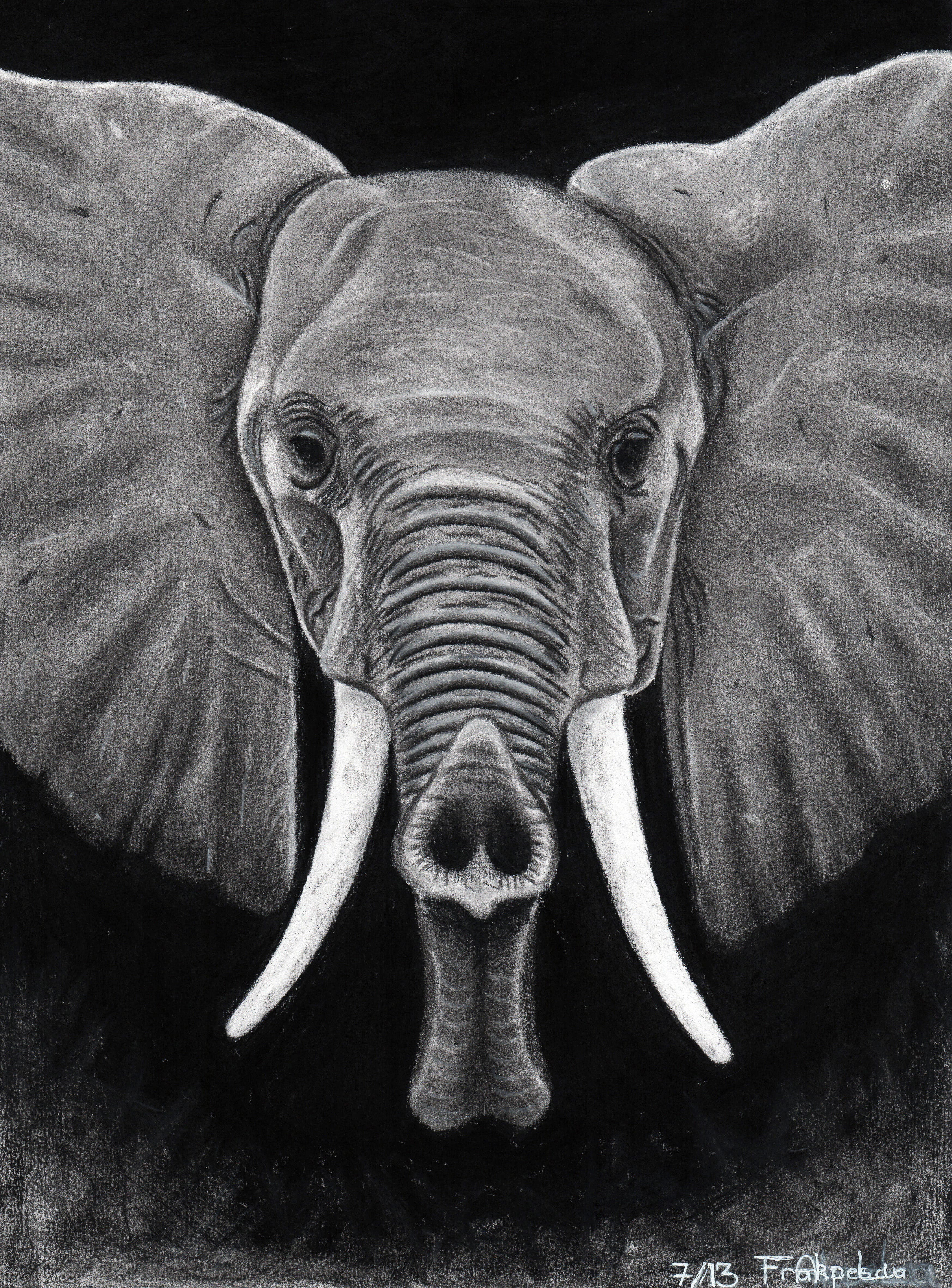 elephant