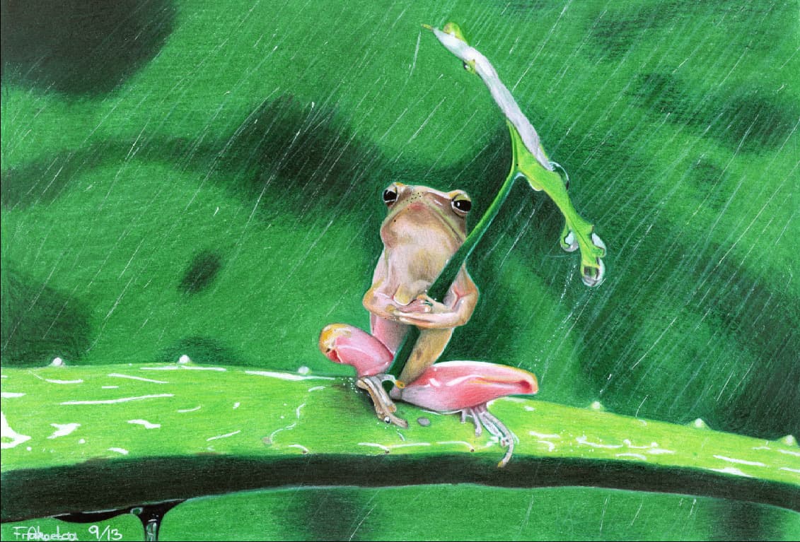 Frog on a green plant in the rain