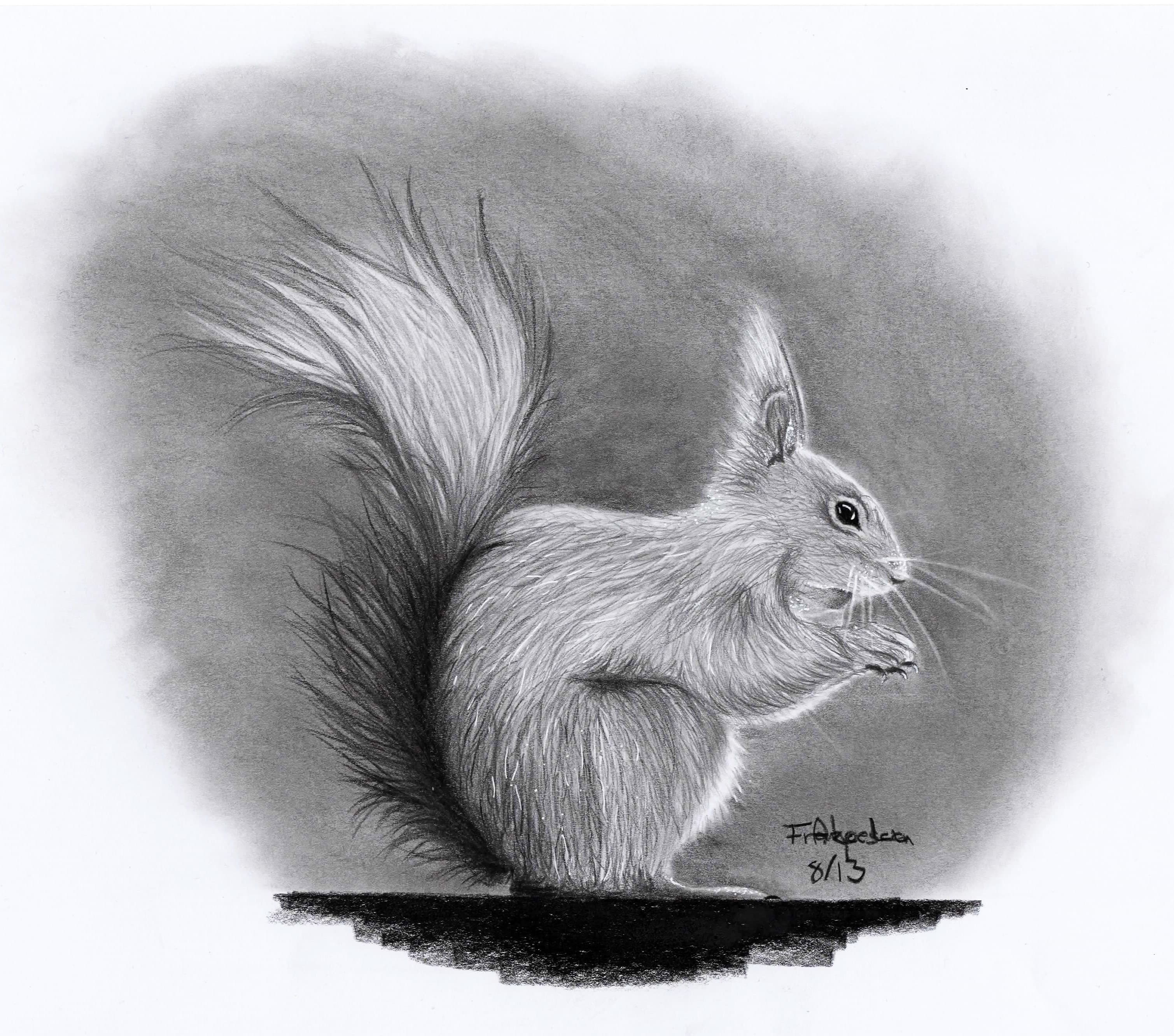 Squirrel